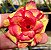 Rosa do Deserto - LESLIE - Imagem 1