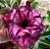 Rosa do Deserto - EXPLENDOR - Imagem 1