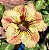 Rosa do Deserto - INFINITY AMARELA - Imagem 1