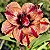 Rosa do Deserto - PEGASUS - Imagem 1