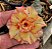 Rosa do Deserto - FILOMENA - Imagem 1