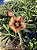 Rosa do Deserto - CHAMA DO SOL - Imagem 1