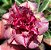 Rosa do Deserto - DAMA CRISTAL - Imagem 1