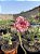 Rosa do Deserto - DAMA CRISTAL - Imagem 2