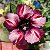 Rosa do Deserto - SANTA ZILDINHA - Imagem 1