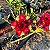Rosa do Deserto - CARLOTA - Imagem 1