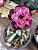 Rosa do Deserto - ZAFIRA - Imagem 1