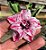 Rosa do Deserto - PANDORA - Imagem 1