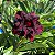 RD - RDMN 03 - Imagem 1