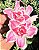 RD - Lolita - Imagem 1