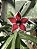 RD - Estrelinha RDMN - Imagem 1
