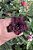 RD - Venon - Imagem 1