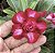 RD - Jasmine - Imagem 1