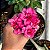 PRÉ VENDA SUPER ROSA - Imagem 1