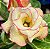 PRÉ VENDA CONCETA - Imagem 1
