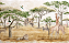 Painel de Parede Savana Infantil - Imagem 2