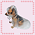 Capa de Chuva - Pet - Imagem 2
