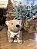 Urso natural - Imagem 2