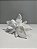 Poinsetia decorativa 31cm - Imagem 1