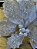 Poinsetia decorativa rose - Imagem 2
