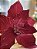Poinsetia decorativa vermelha - Imagem 2