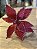Poinsetia decorativa vermelha - Imagem 1