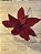 Poinsetia decorativa vermelha com glitter - Imagem 1