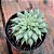 GRAPTOVERIA SILVER STAR - Imagem 1