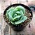 GRAPTOVERIA LOVELLY ROSE - Imagem 1