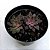 ECHEVERIA RUSBY - Imagem 1