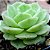 ECHEVERIA PUDGY - Imagem 2