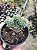 ECH. CRISSY N`RYAN CRISTATA - Imagem 1