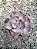 ECHEVERIA BEYONCE - Imagem 1