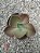 Gibbiflora Magiclamp - Imagem 1