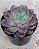 Echeveria Roman - Imagem 1