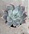 Echeveria Launiz - Imagem 1