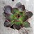 Echeveria Ariana - Imagem 1