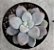 Echeveria Ellen - Imagem 1