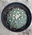 Astrophytum D - Imagem 1