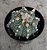 Astrophytum R - Imagem 1