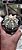 Astrophytum R - Imagem 2
