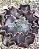 Gibbiflora ON38 - Imagem 1