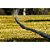 Mangueira Irrigação Micro Perfurada 15m Gramado Jardinagem - Imagem 4