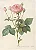 Floral 06 - Imagem 1