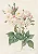 Floral 11 - Imagem 1