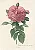Floral 12 - Imagem 1