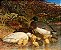 Patos e patinhos - Imagem 1