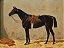 Cavalo preto no estábulo - Imagem 1