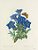 Floral 16 - Imagem 1