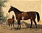 Cavalo amarrado com potro - Imagem 1